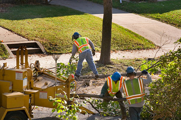 Best Hazardous Tree Removal  in Hickory, NC